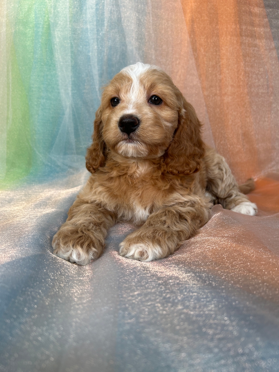 Apricot with White Markings, Female F1b Cockapoo, Organic Pup, $1200 DOB 3-23-2024